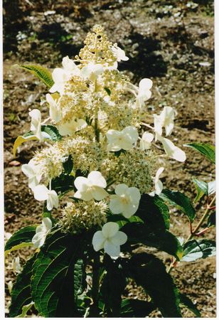 Hydrangea paniculata Kyushu
